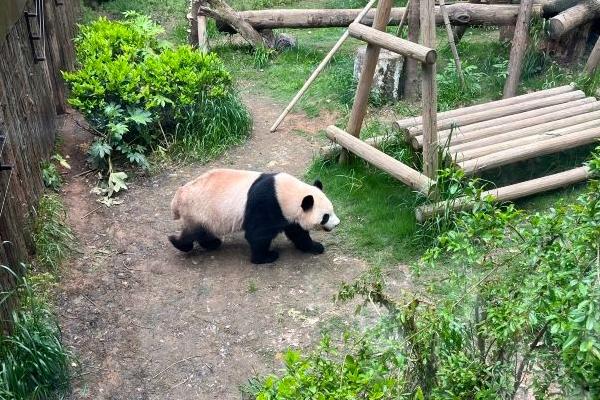 杭州动物园有哪些动物