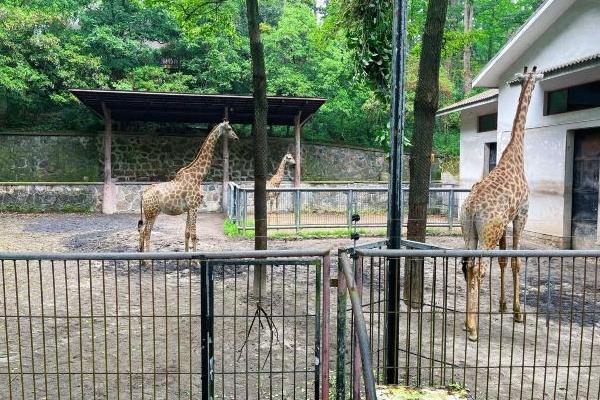 杭州動物園一日游最佳路線