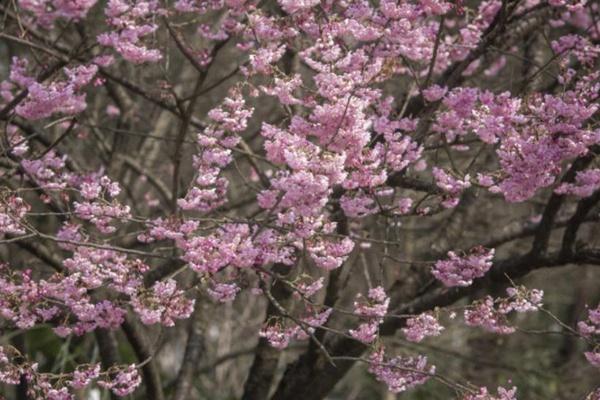 重慶南山植物園春季賞花攻略