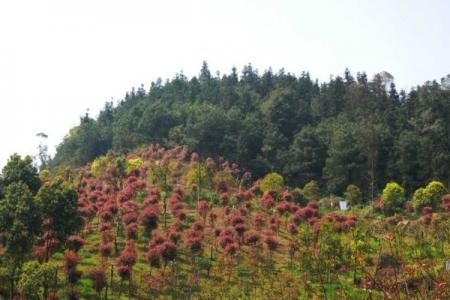 太寺垭森林公园旅游攻略-门票价格-景点信息