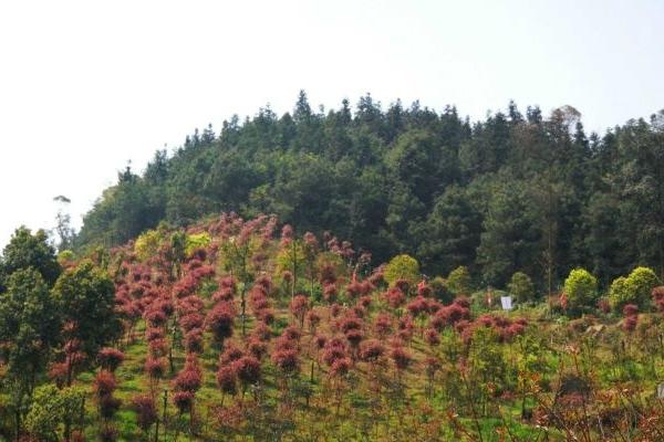 太寺垭森林公园旅游攻略-门票价格-景点信息