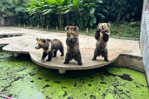 貴州森林野生動物園有大熊貓嗎