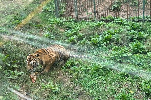 貴州森林野生動物園有大熊貓嗎