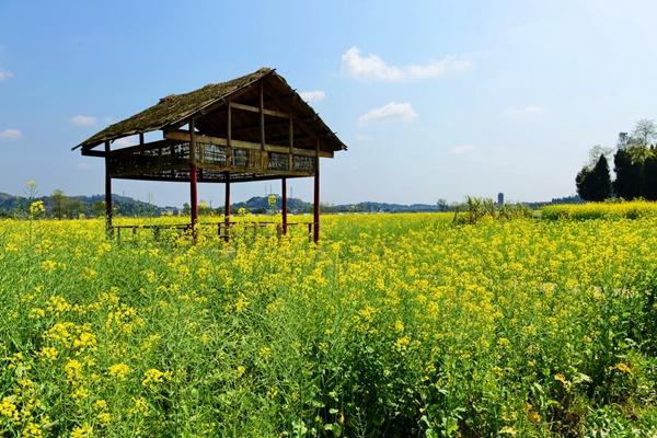 潼南崇龕油菜花游玩攻略-門票價(jià)格-景點(diǎn)信息