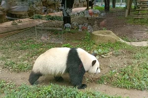 貴州森林野生動物園有大熊貓嗎