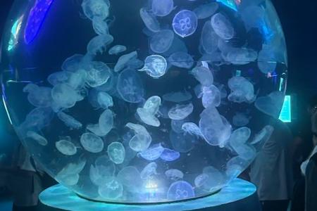 日照海洋公园门票价格多少钱