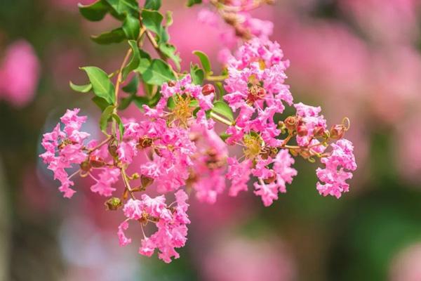 廣州夏季賞花好去處