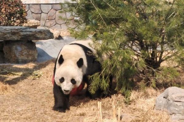 濟南動物園一日游攻略