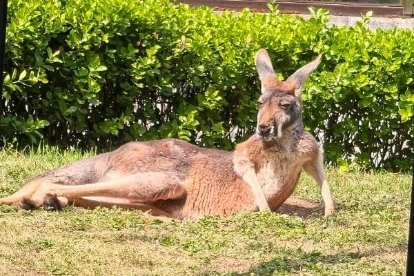 2024濟南動物園開放時間是幾點