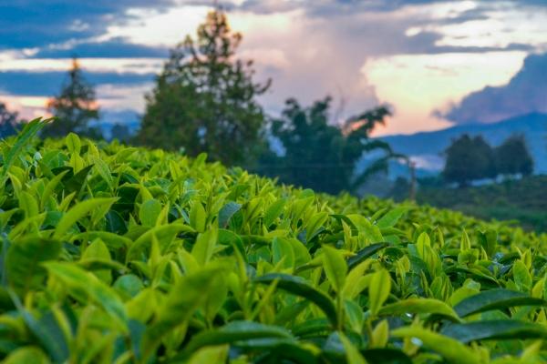 平度茶山都有哪些景点