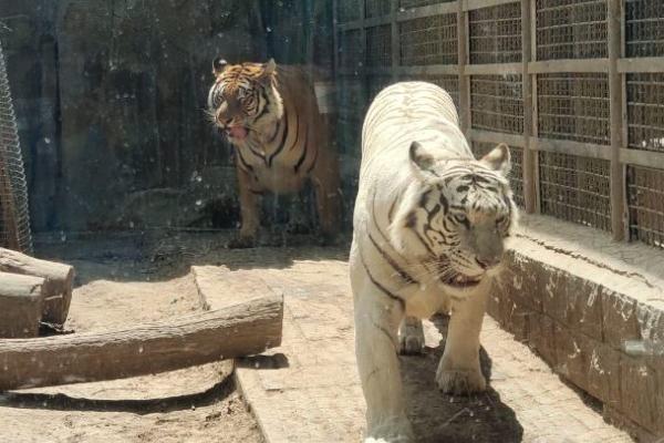 2024濟南動物園開放時間是幾點