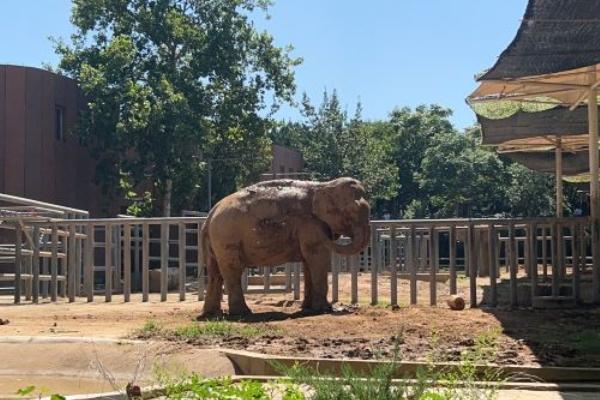 濟南動物園和野生動物園哪個好玩