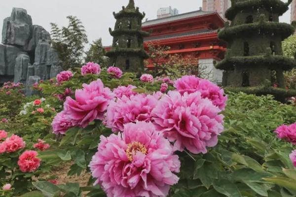 菏澤曹州牡丹園門票多少錢一張