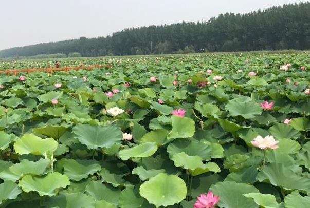 台儿庄古城附近的景点有哪些