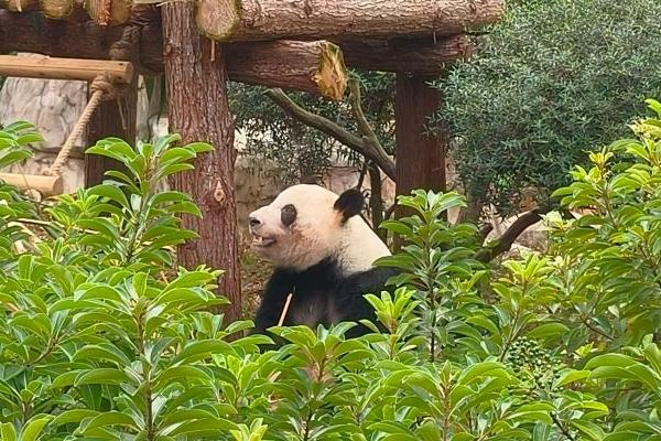 南寧市動物園熊貓館在哪里