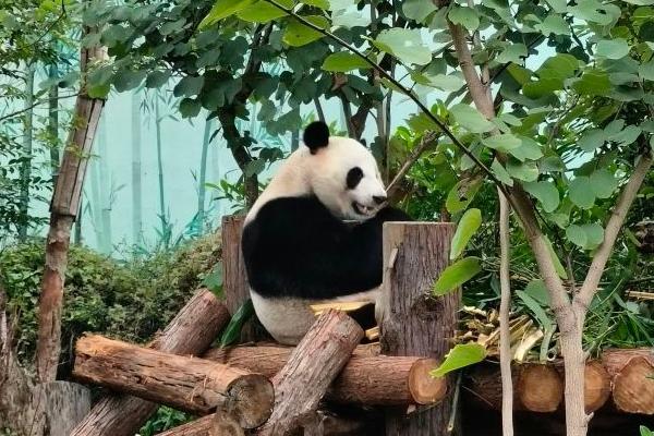 南寧市動物園熊貓館在哪里