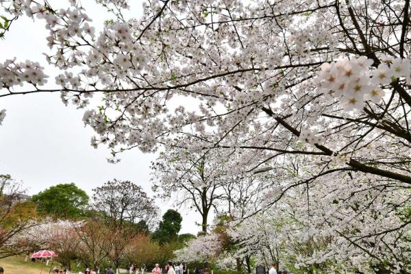 重慶南山植物園賞花時(shí)間表