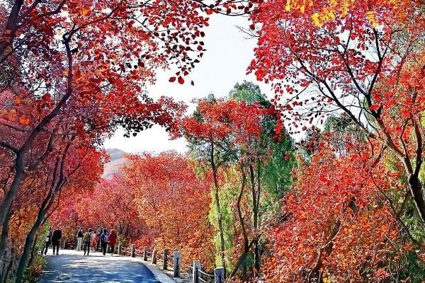 濟南紅葉谷游玩攻略-門票價格-景點信息