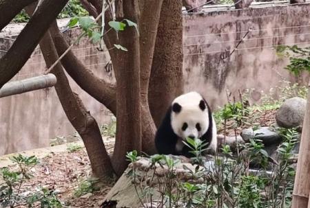 成都大熊猫基地观光车票价