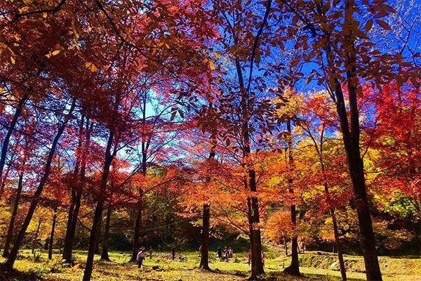 濟南紅葉谷紅葉最佳觀賞期是什么時候