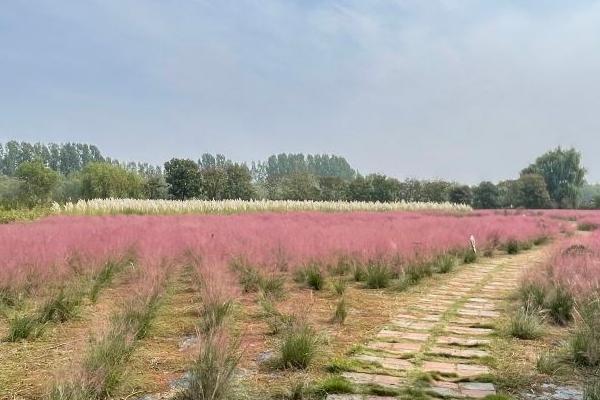 2024微山湖紅荷濕地公園門票價格