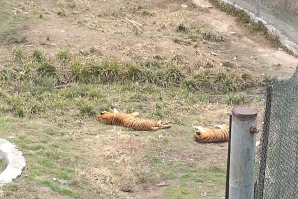 梅花山虎園門票多少錢