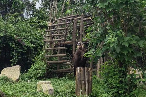 廈門中非世野野生動物園游玩攻略-門票價格-景點信息