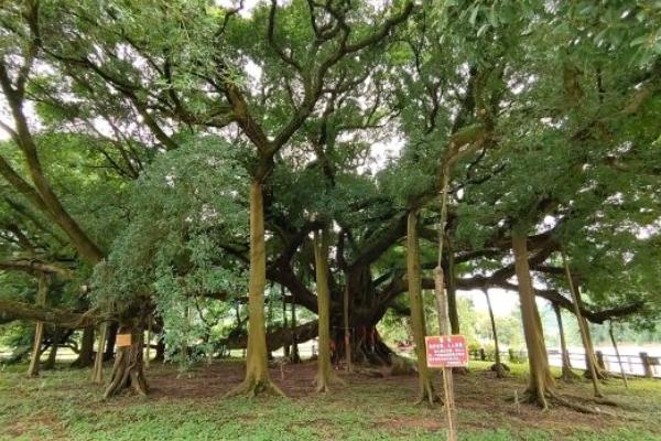 遇龍河十里畫廊游玩順序