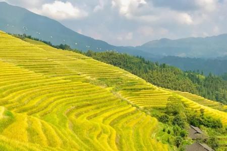 龙脊梯田旅游攻略-门票价格-景点信息