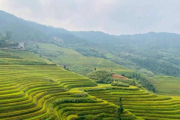 龍脊梯田旅游攻略-門票價格-景點信息