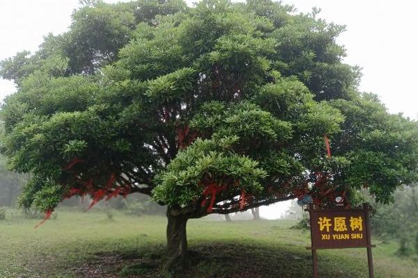 2024岑溪天龙顶门票优惠政策