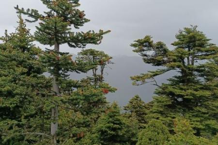 鲁朗林海风景区游玩攻略-门票价格-景点信息