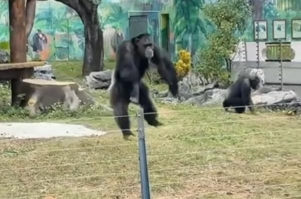 南寧動物園丟那猩在哪個區