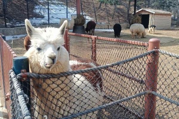 2024大連森林動物園門票多少錢