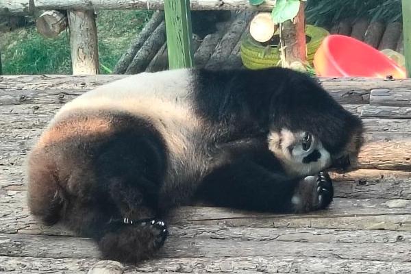 大連森林動物園旅游攻略-門票價格-景點信息