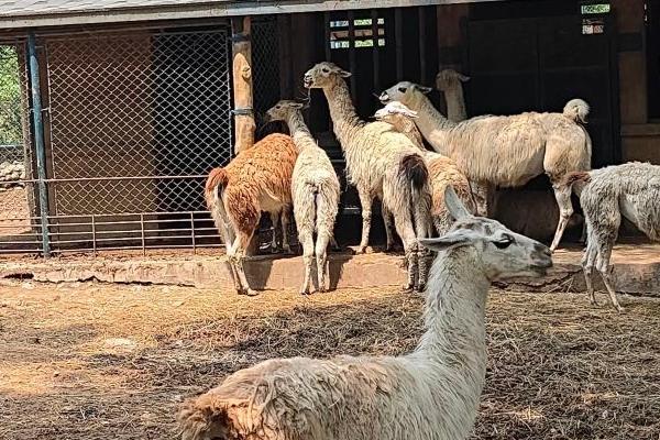 大連森林動物園旅游攻略-門票價格-景點信息