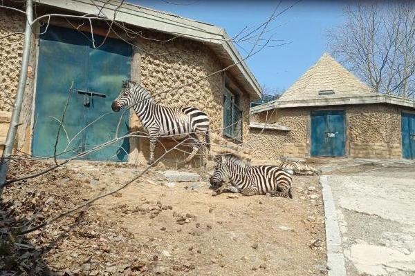 2024大連森林動物園門票多少錢