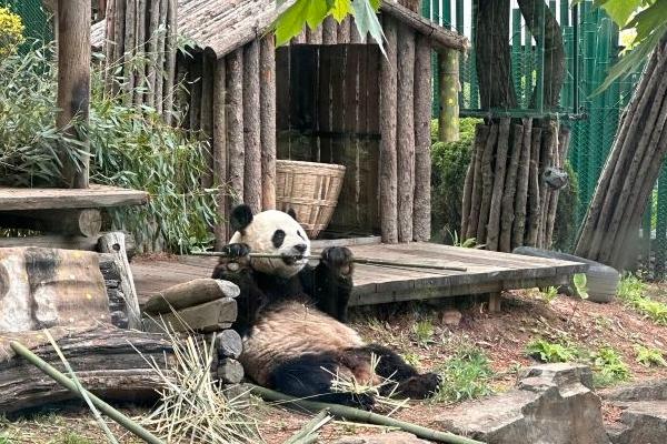 大連森林動物園門票免費政策