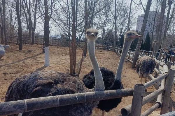 2024大連森林動物園門票多少錢