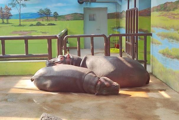 大連森林動物園門票免費政策