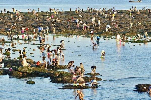 大連趕海地點和最佳趕海時間