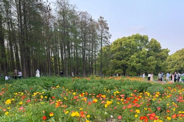 上海共青森林公園停車費多少錢2024