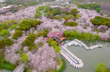 上海顾村公园看樱花最佳时间