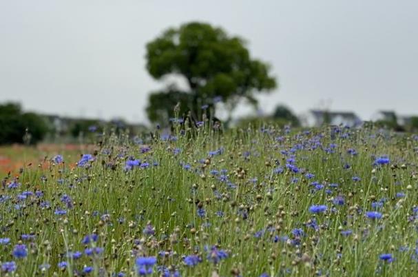 花開海上生態園一日游攻略2024