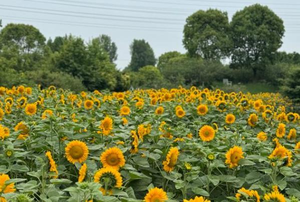 花开海上生态园一日游攻略2024