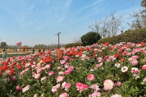 上海周浦花海旅游攻略-門票價格-景點信息