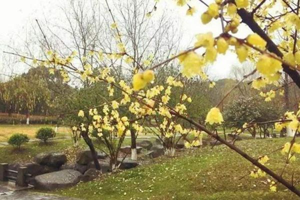 合肥植物園12月有什么花