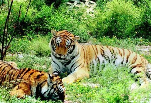 太原動物園門票多少錢一張2024