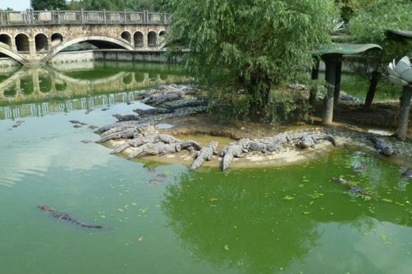 宣城扬子鳄景区门票多少钱2024