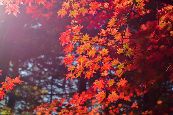 宜昌周邊賞紅葉最佳地點